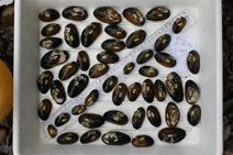 Mussel search - News