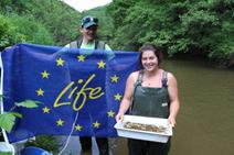 First release of cultured animals in the river Sauer