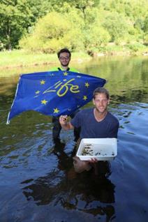 Release of Thick Shelled River mussels in the river Our