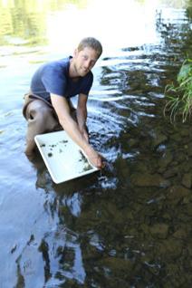 Release of Thick Shelled River mussels in the river Our