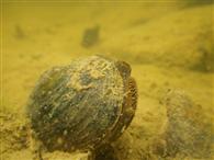 Unio crassus / Thick shelled river mussel