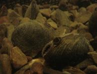 Unio crassus / Thick shelled river mussel in natural habitat