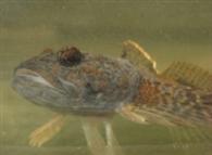 Cottus gobio