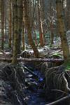 L'érosion dans la forêt