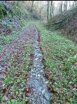 Erosion auf Waldweg