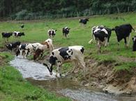 Déstabilisation des berges