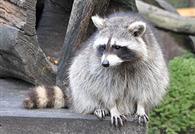 Raccoon