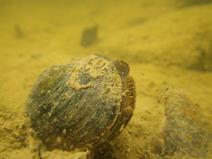 Anatomy - Freshwater Mussel