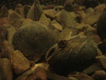 Name - Freshwater Mussel