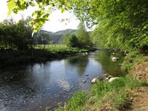 Habitat - Freshwater Mussel