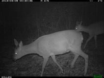 Wildtiere an der Mühle in Kalborn