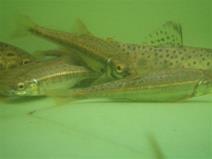 Fish assemblage - Elektrofischen an der Our und Sauer 2013