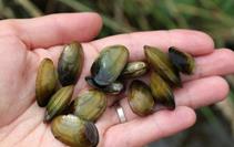 cultured UC - Latest informations about the 2nd International Seminar Rearing of unionoid mussels