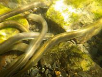 Spawning lampreys - News