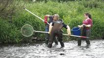 Electric fishing in the river Our and Sauer