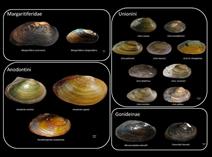 First study on freshwater mussel stocks in 26 European countries