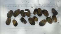 Inspection of the mussels in the gravel cages