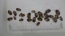 Gravel_cage_mussels - Unio crassus aus Kieskiste