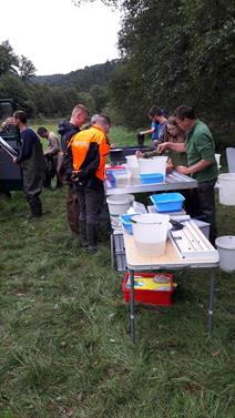 Monitoring of fish stocks in the river Our