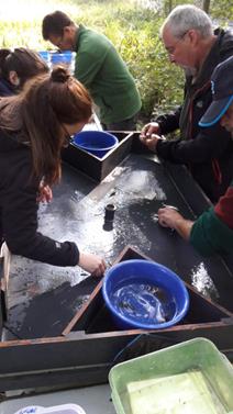 Monitoring of fish stocks in the river Our