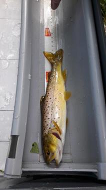 Monitoring of fish stocks in the river Our