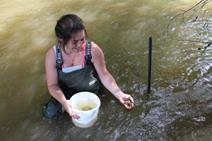 Erste gezüchtete Bachmuscheln wurden in der Sauer ausgesetzt