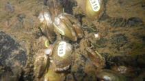 Release of Thick Shelled River mussels in the river Our